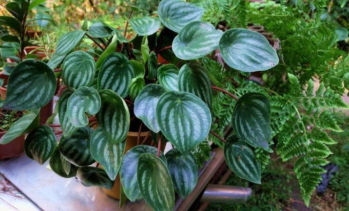 适合阳光暴晒的观叶绿植,适合室内养的高端观叶绿植