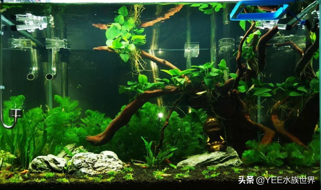 鱼缸除藻最好用的工具,鱼缸除褐藻绿藻工具