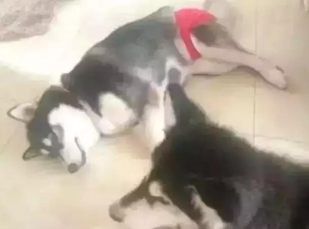 看主人是如何解决我的“生理期”