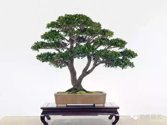 盆景造型基础知识学习树冠比例,盆景造型后期枝条怎么分化