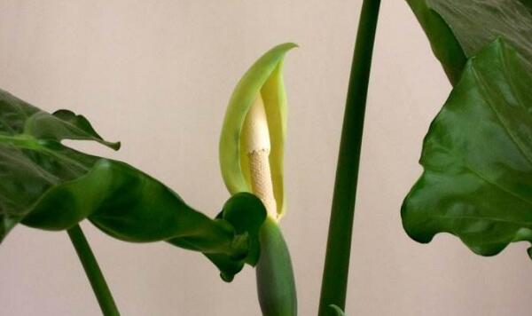 滴水观音开花啥兆头,滴水观音开花吗有什么用途和价值