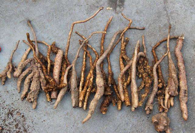 105种野草图片大全,105种野草的图片功效与作用