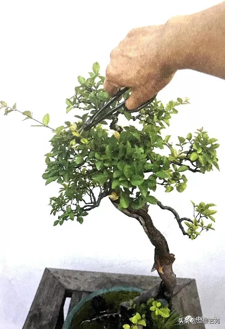 金银花盆景的修剪方法,盆景的修剪知识与技法