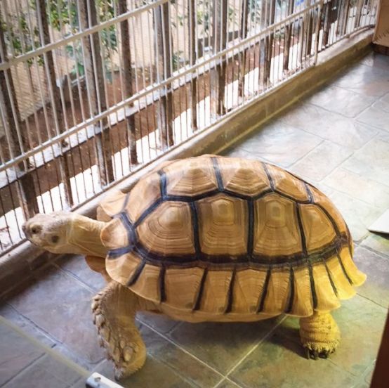 新手养普通小陆龟怎么喂养,小陆龟可以深水养吗