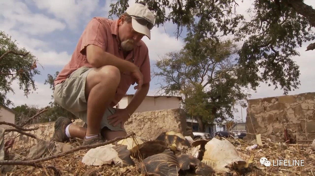 龟中“考拉”，请别让我们的孩子在博物馆见到它们...