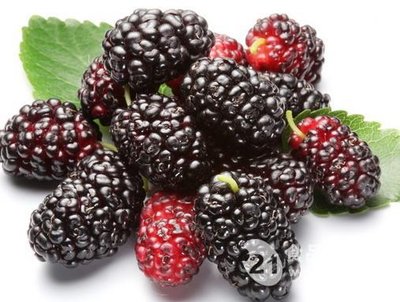 美容蒸汽喷雾用什么中药美白,美容美白中药五白是什么