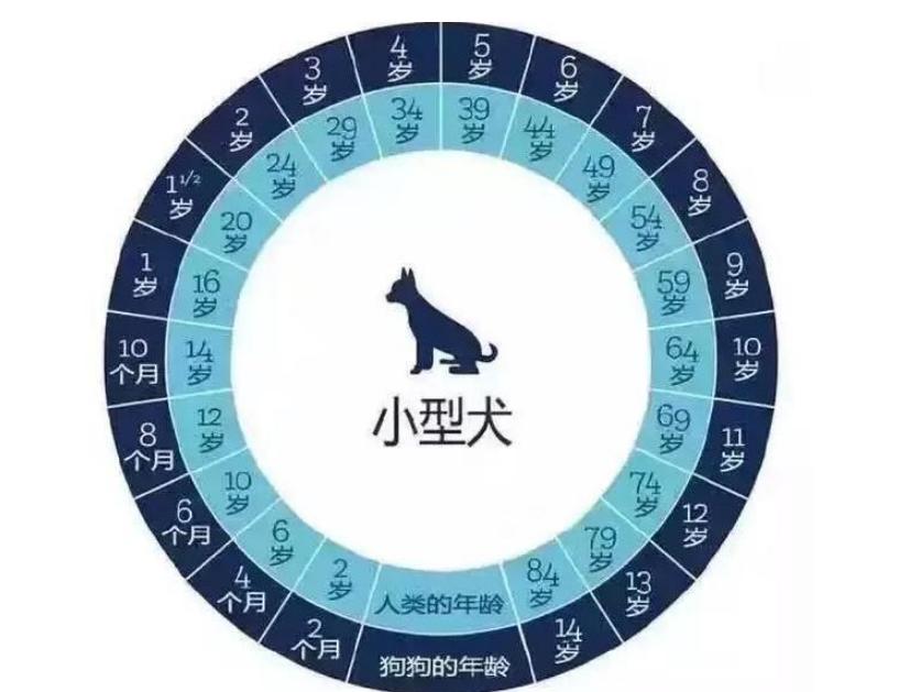 比熊狗狗体重对照表,比熊年龄对照表