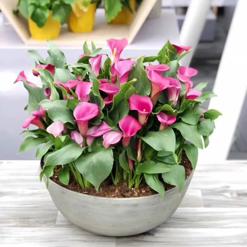 夏季怎样养好马蹄莲花盆栽,蓝色马蹄莲盆栽怎么养好看