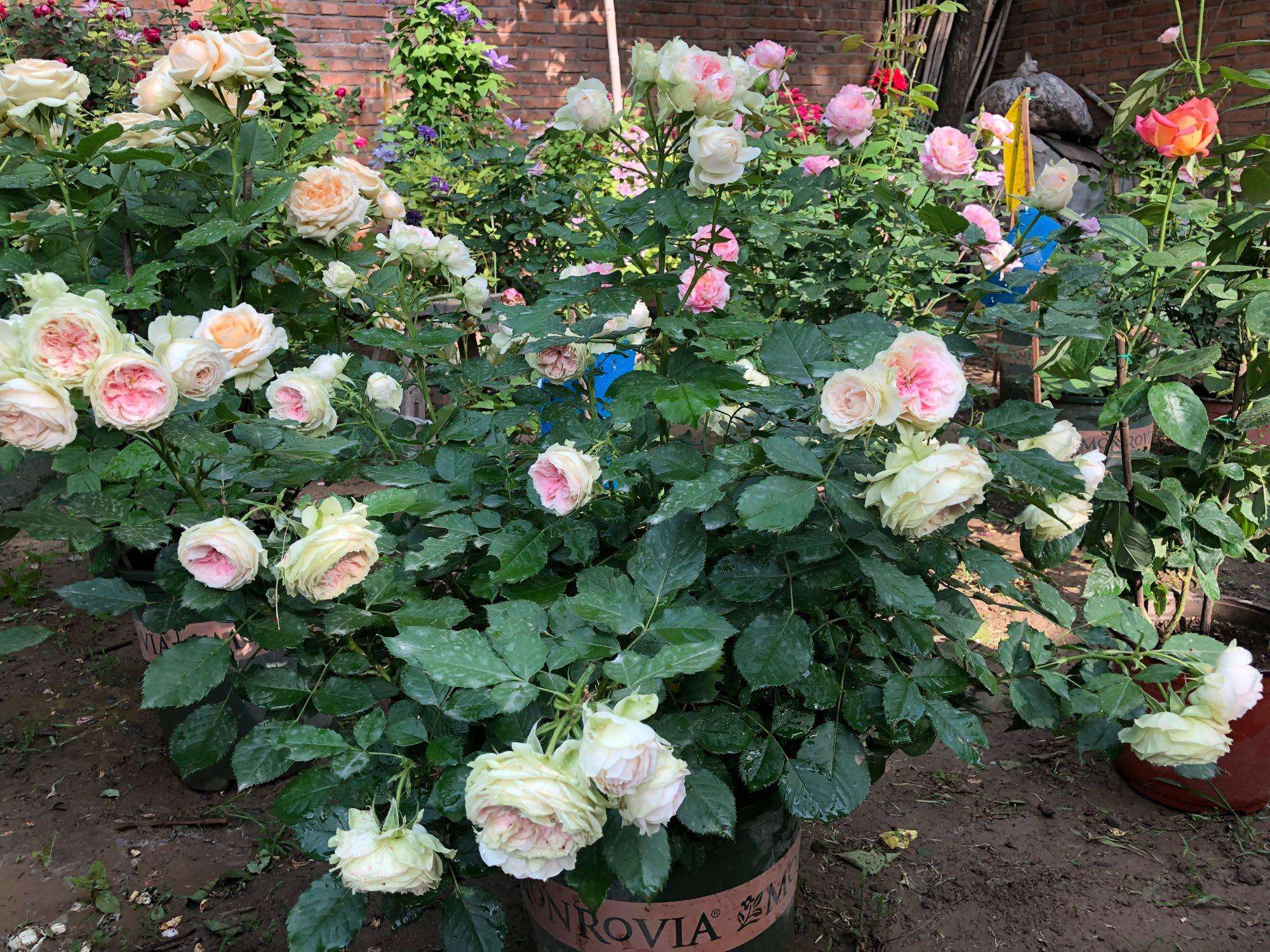 养花长虫子了,养花的水里有虫子怎么杀虫不伤花