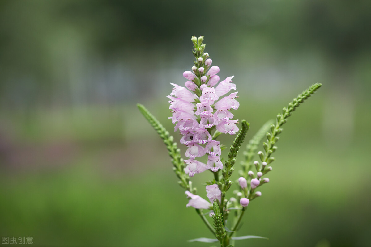 100种常见园林图鉴,列举20类不同的园林花卉