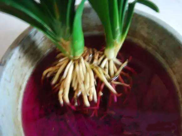 烂根花卉怎么处理,花根烂根怎么处理