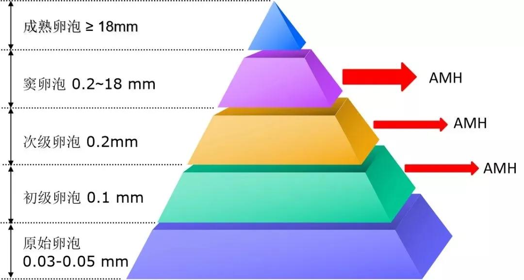 吃什么可以提高卵巢储备功能,卵巢功能储备不足怎么备孕