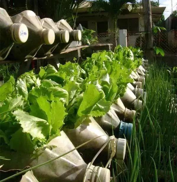 大塑料桶变废为宝种菜,阳台种菜塑料瓶变废为宝