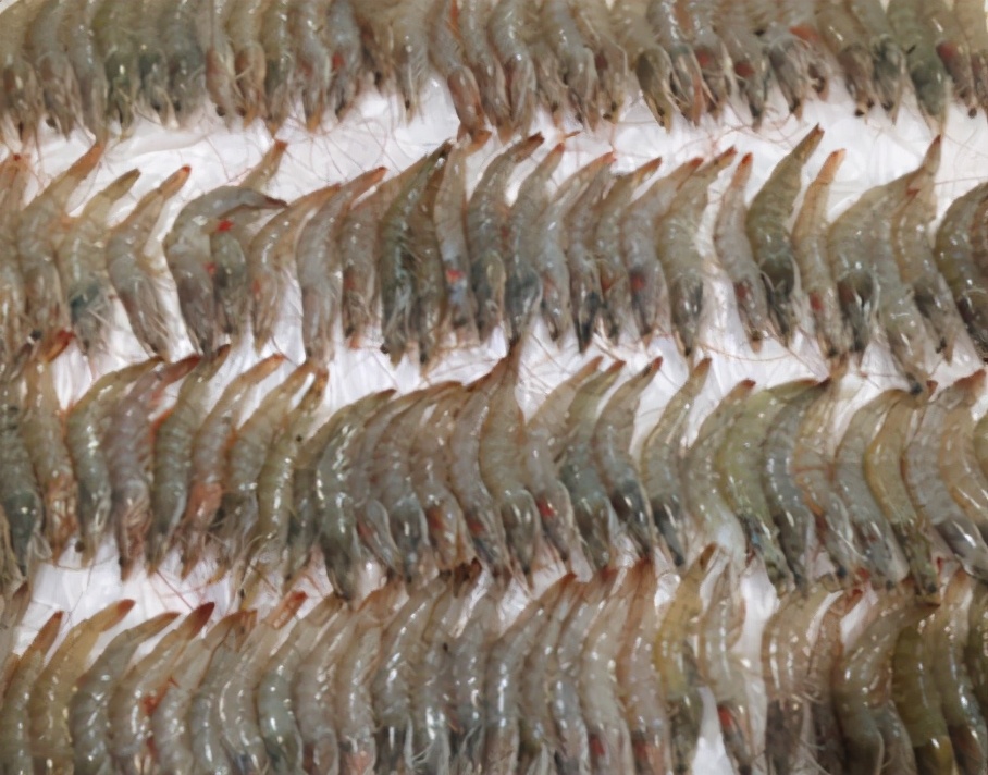 冷鲜虾如何挑选,怎样选冰鲜虾