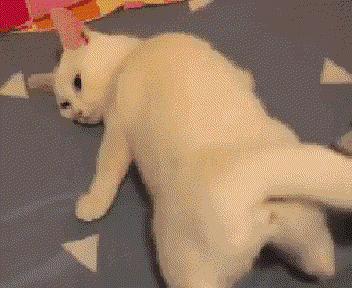 猫在啪啪啪的时候，也有快感吗？