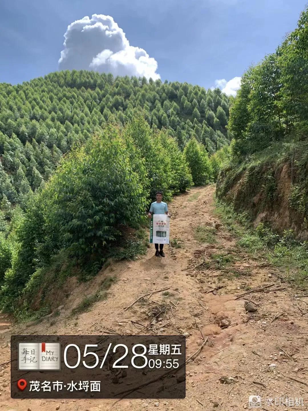 看看桂花树是什么样,最漂亮的桉树