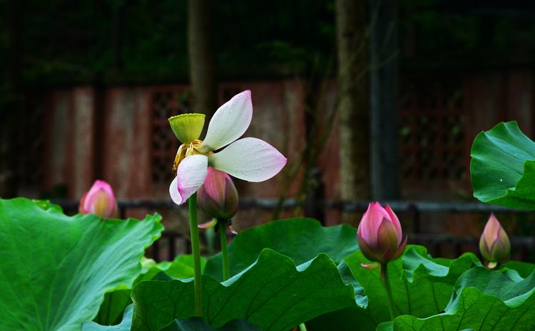 涔愯嚦鑽疯姳鎽勫奖浣滃搧娆ｈ祻,涔愯嚦鍗拌薄鎽勫奖