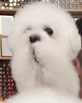 治疗犬到底是怎样的群体？我们的狗狗都能成为治疗犬吗?