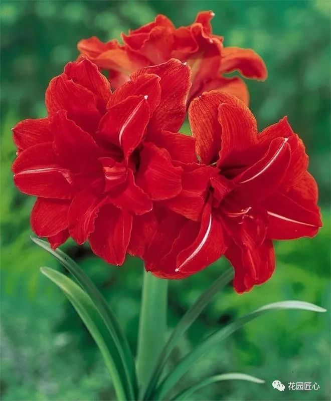 朱顶红为什么老是烂球,怎么才能让朱顶红不生小球