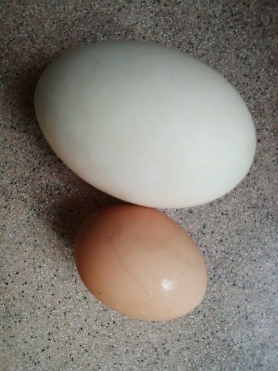 咸鸭蛋能做什么,食盐咸鸭蛋怎么做最快