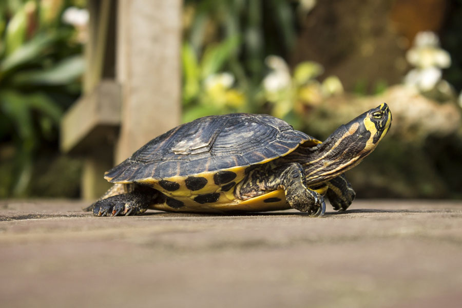 别让好心办坏事,别让好心办了坏事议论文