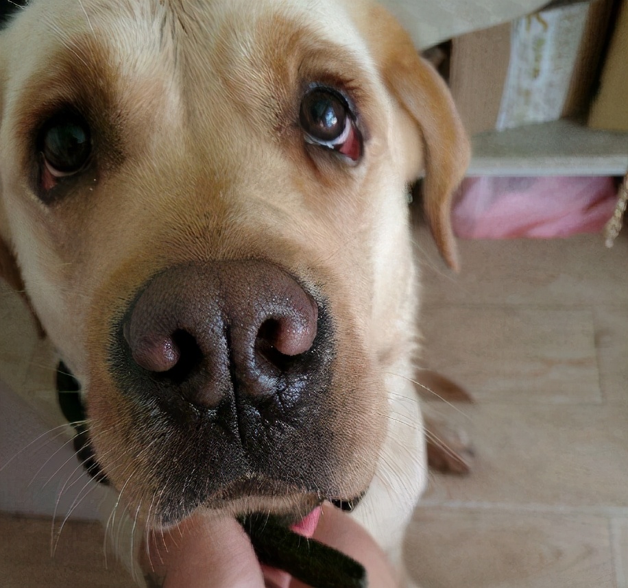 狗狗爱流泪怎么治疗,狗狗流泪的6大原因