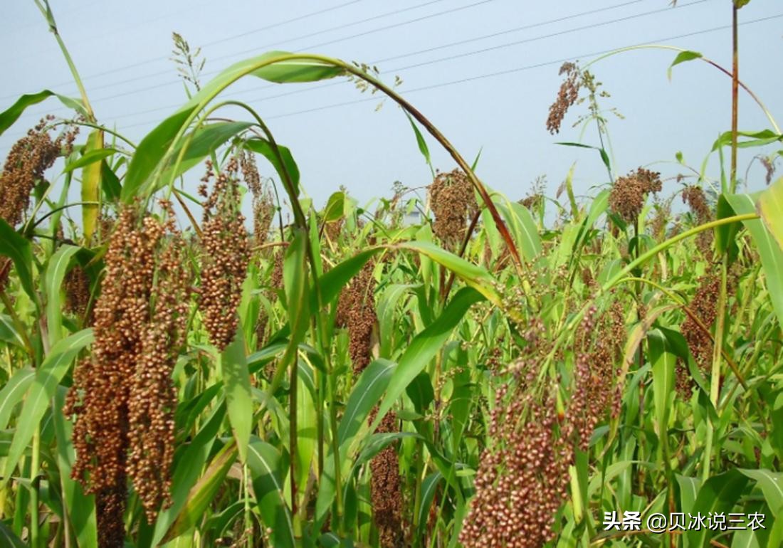 高粱种植技术和方法在线听,高粱种植技术和管理方法