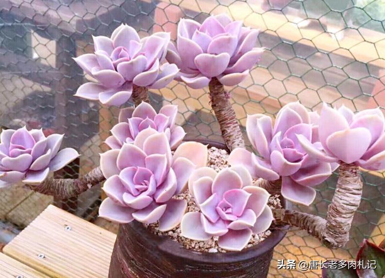 这8种多肉开花的样子简直美爆了,这8种多肉个头小巧却极好扦插