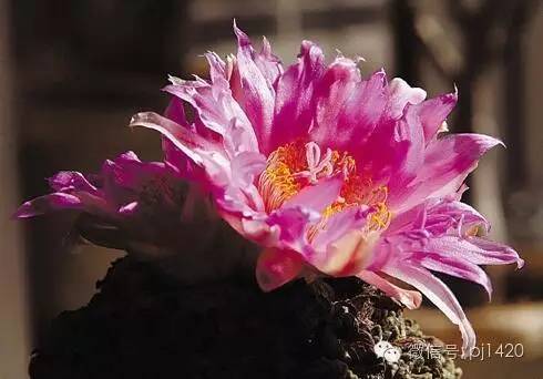 从根部怎么判断牡丹的年龄,富贵的牡丹长什么样