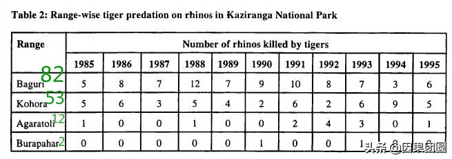 老虎杀犀牛全过程,老虎猎杀犀牛过程