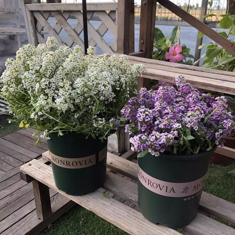 懒人室内养花就养4款开花机器,懒人专属开花机器花儿天天开爆盆