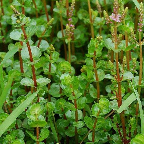 高效氟吡甲禾灵除草剂防治什么草,防治葎草的除草剂