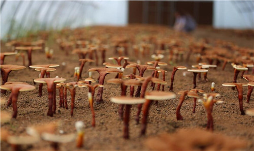 神农本草经如何给灵芝定性的,灵芝在神农本草经中叫什么