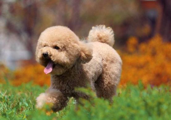 泰迪狗狗流口水怎么治疗,泰迪老是流口水怎么回事