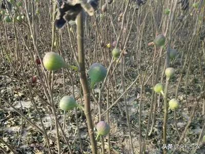 无花果有什么功效专家回答,无花果的秘密