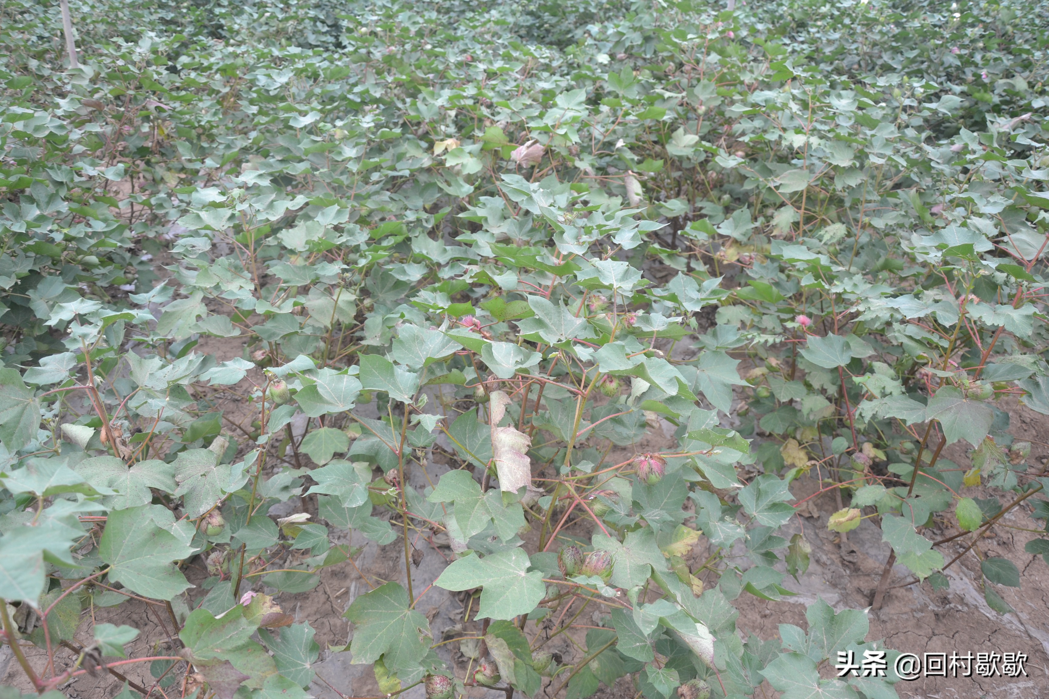 目前棉花地红蜘蛛需要防治吗,棉花红蜘蛛防治方法