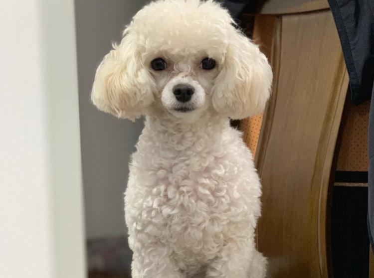 45天贵宾犬的饲养方法,4个月贵宾犬的饲养方法