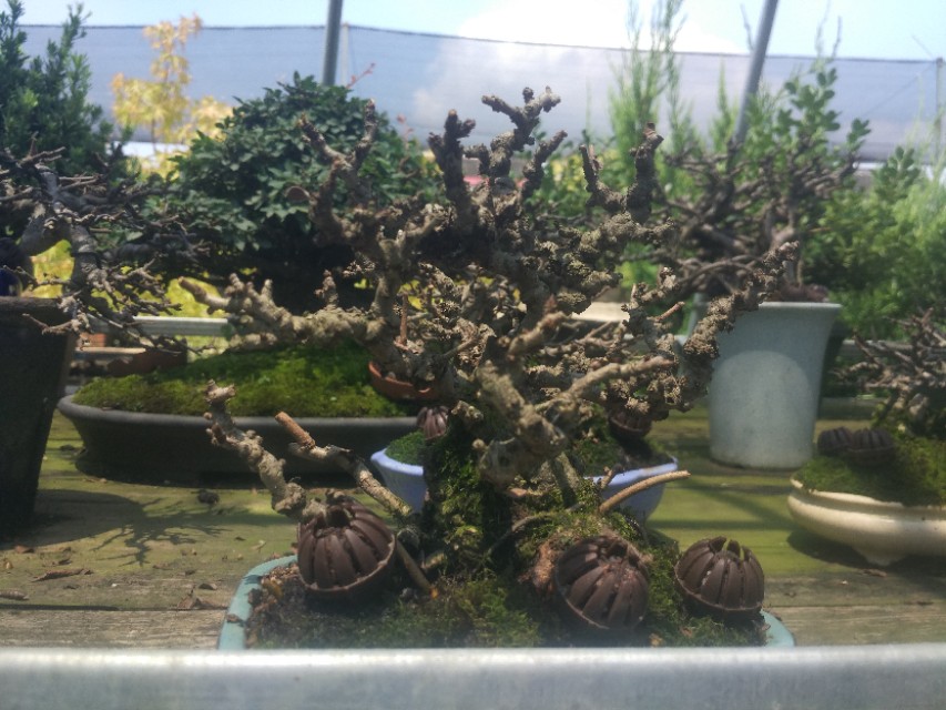 掌上盆景100种,掌上盆景