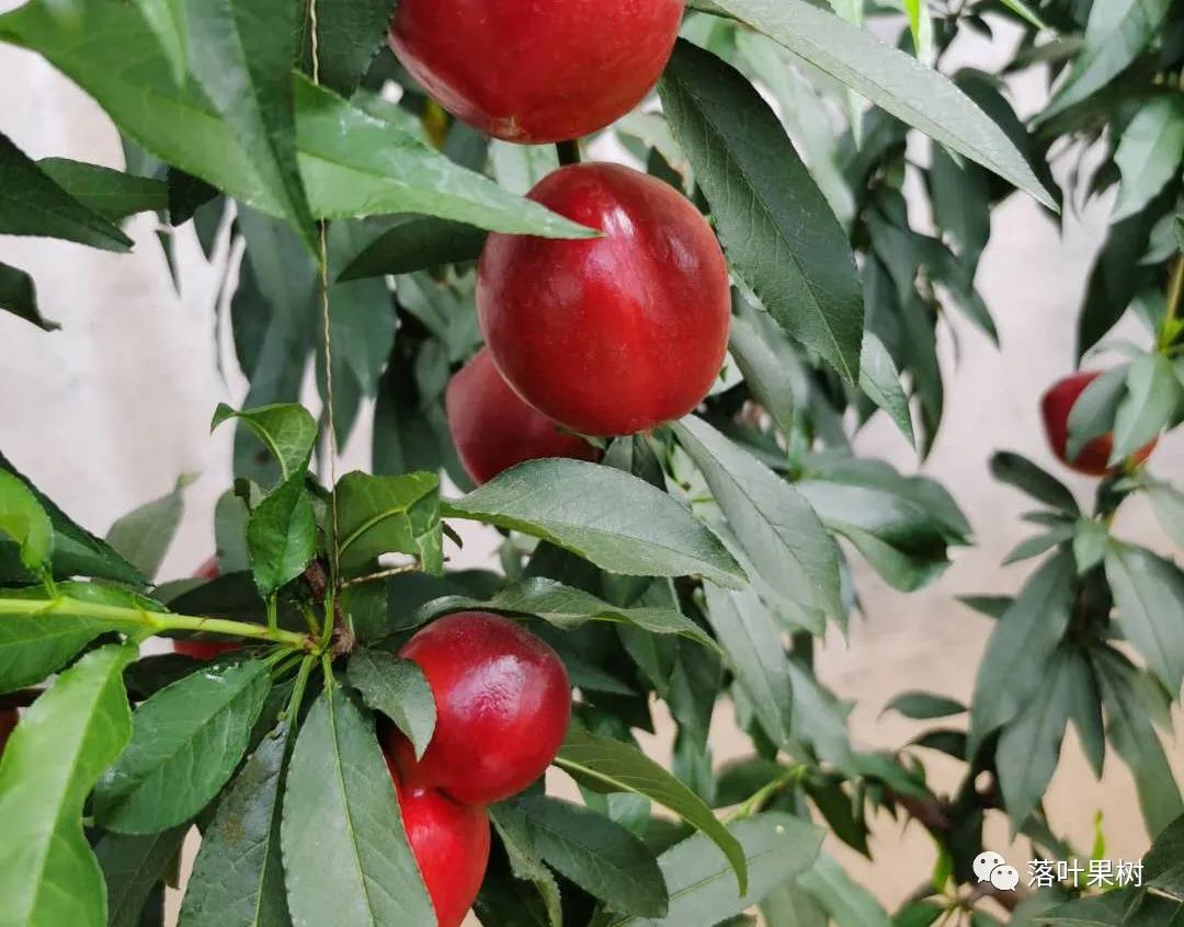 中国桃产业转型升级,桃产业转型升级的思考