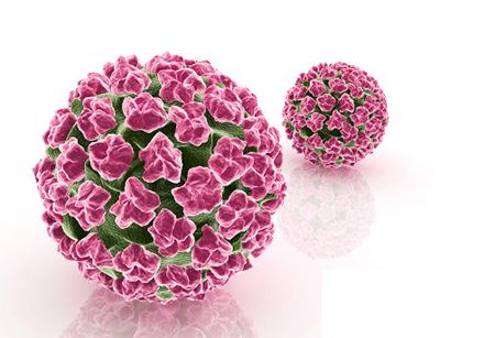 hpv低级病变可以备孕吗,Hpv感染及宫颈癌预防