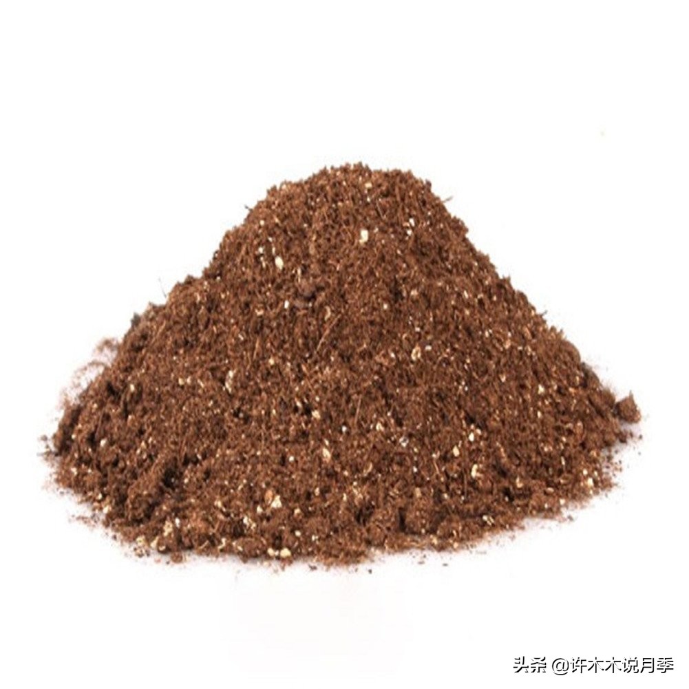 如何养月季花的技巧和施肥时间,月季怎么养开大花好看视频