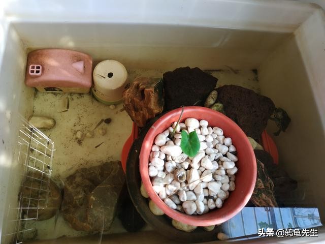 北方家里有暖气怎么让乌龟冬眠,北方冬天室内有暖气怎么养龟