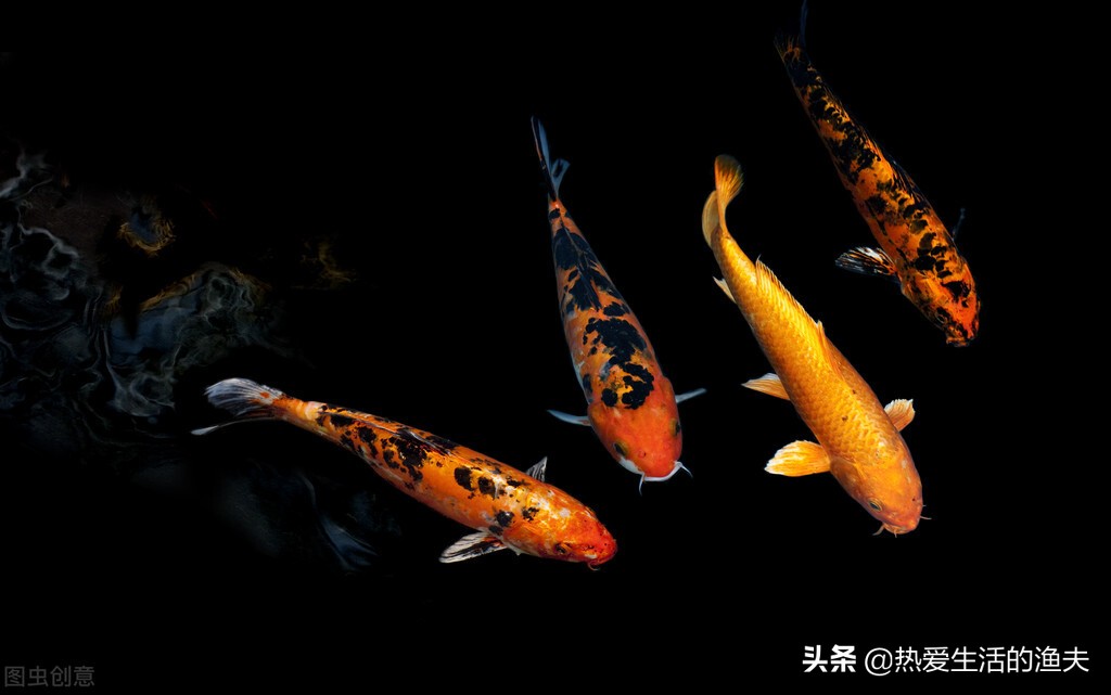 新买的锦鲤不浮上去吃食,锦鲤入缸一个月了不吃食