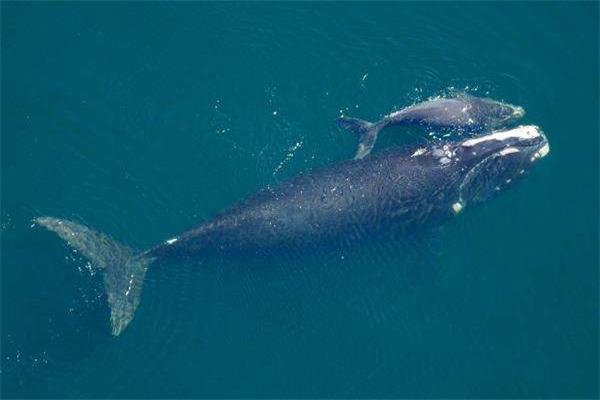 雄性竞争是本能,男性雄性荷尔蒙旺盛跟精子有关吗
