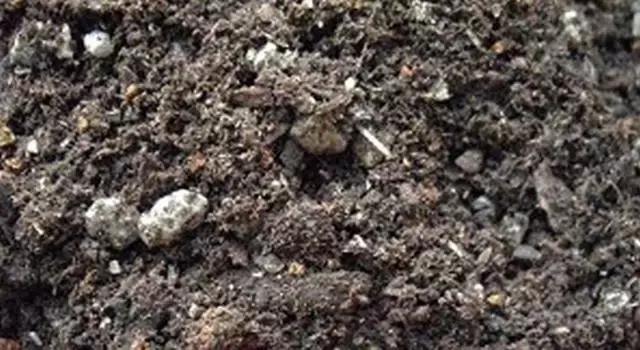 多肉创意土和多肉土的区别,养多肉最实惠的土是什么土