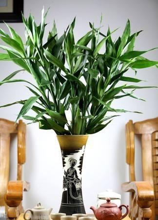 富贵竹黄叶了怎么补救,富贵竹黄叶怎么补救最佳方法