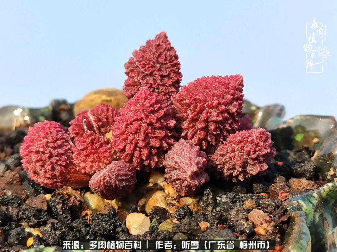 爱上多肉精致生活,爱上多肉我们的减压法宝