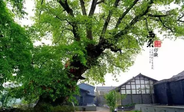 成都周边田园旅游攻略,成都冬季最理想的旅游线路