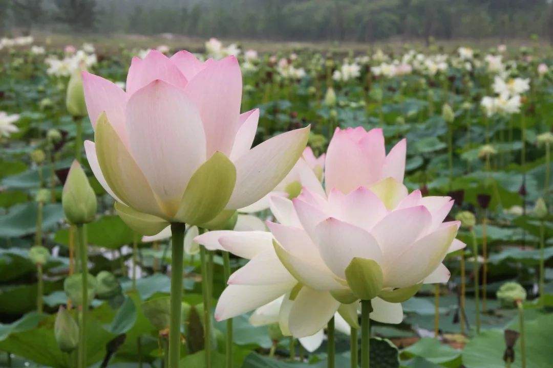 莲商会2019规模,莲商会的基本知识