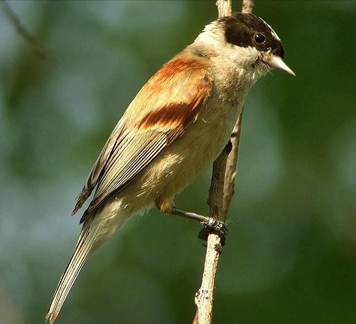 东江揽胜,惠州淡水常见鸟类图谱
